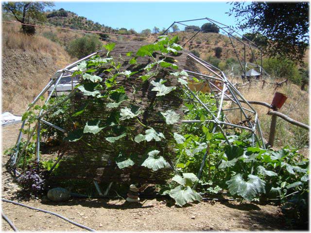 Geodesic Dome with plant covering
